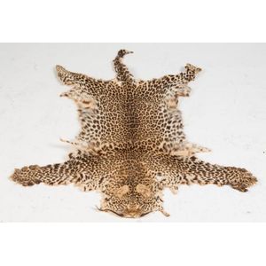 A Leopard skin, South African, early 20th century. 161 x 110 cm