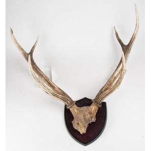 A pair of mounted Stag horns, 20th century. Approximately 60 cm…