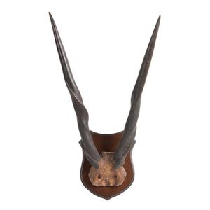 A pair of mounted Eland Antelope horns (largest of the African…
