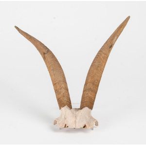 A rams skull and a pair of goats horns. Ram 52 cm wide