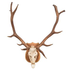 An impressive set of 7 point deer antlers with skull mounted on…