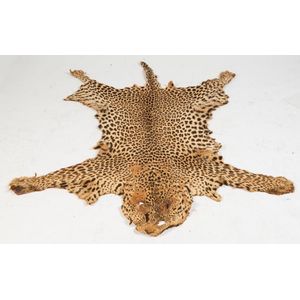 A Leopard skin, South African, early 20th century.…