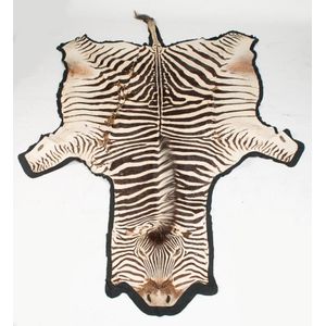 A zebra skin rug on velvet backing, 19th century (poor…