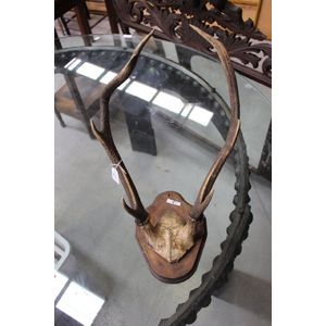 Antique antlers mounted on shield backboard, approx 61 cm x 35…