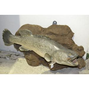 Taxiderny rainbow trout mounted on a log plaque, 70 cm long