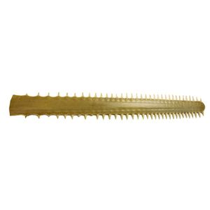 An old large sawfish bill, the 72 teeth naturally projecting…
