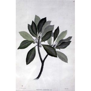 Six Australian botanical prints, by Frederick Polydore Nodder…