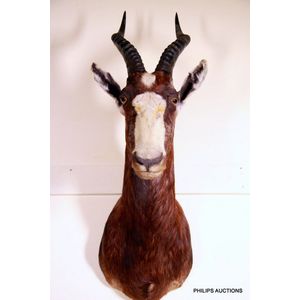 A Blesbok shoulder mount (Damaliscus Pygargus Phillipsi),…