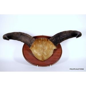 Timber mounted Banteng horns (Bos Javanicus), origin: Cobourg…