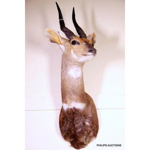 A Bushbuck shoulder mount (Tragelaphus Scriptus), country of…