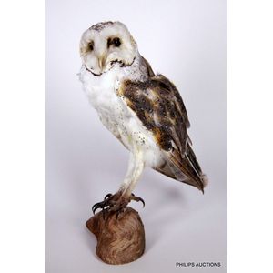 A European barn owl (Tyto Alba), the taxidermic owl…