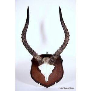 Timber mounted Impala horns (Aepyceros Melampus), country of…