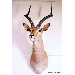 An Impala shoulder mount (Aepyceros Melampus), country of…