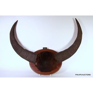 Timber mounted bull water buffalo horns (Bubalus Bubalis),…