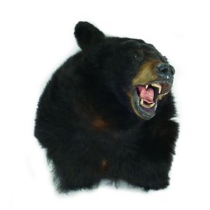 A taxidermy Asian brown bear head, shoulder mount with open…