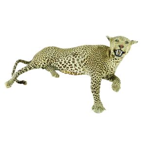 An uncommon vintage leopard full body taxidermy mount, the…
