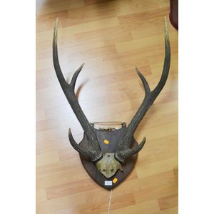 Antique French six point antlers mounted to shield back board,…