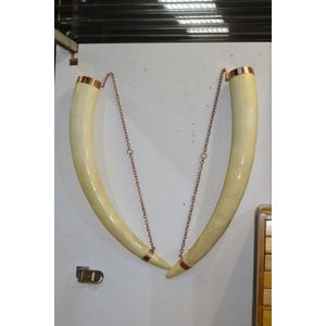 Pair of solid taxidermy ivory tusks supported by copper mounts,…