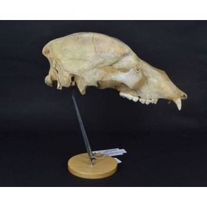 An ancient Cave bear skull (Ursus spelaeus) Pleistocene -…