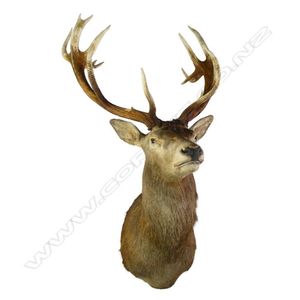 A taxidermy fifteen pointer red deer stag head, chest mount.…