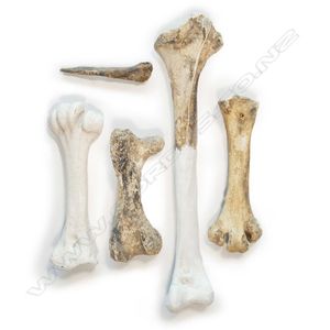 Three extinct moa leg bones, together with another part bone…