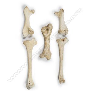 Four extinct moa leg bones, from a small species, includes…