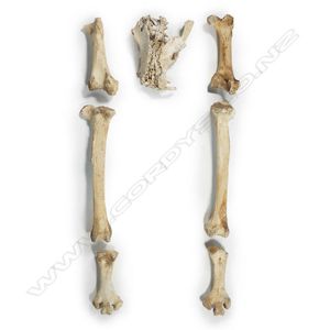 Pelvis and leg bones from an extinct little bush moa, the…
