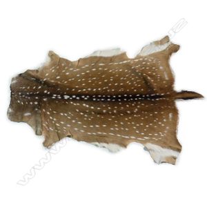 A chital axis hide, Indian spotted deer, in good condition. 116…