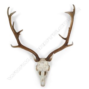 Fallow deer antlers, with a portion of skull, fifteen points.…