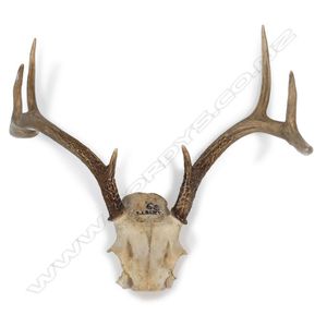 White tail deer antlers, with a portion of skull, eight points.…