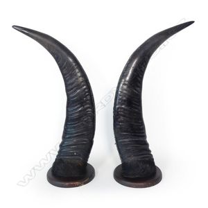 A pair of trophy water buffalo horns, labelled: 75 inch Water…