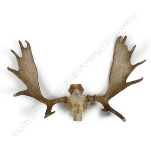 A trophy set of Canadian moose antlers, with five tined palmate…
