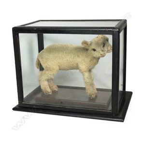 A rare two-headed lamb full taxidermy mount in glazed case, the…