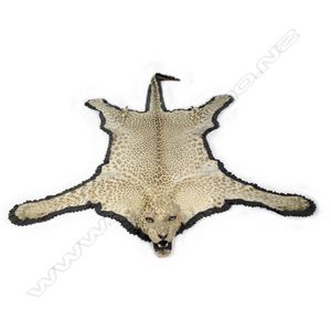 A vintage leopard skin, with full head taxidermy mount, faded…