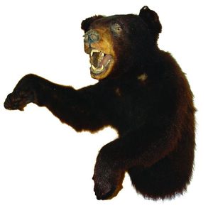 A taxidermy Asian brown bear, head and torso mount, raised paws,…