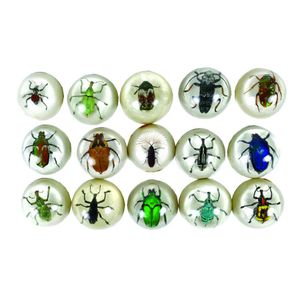 A collection of 80+ PNG beetles, each encased in domed acrylic,…