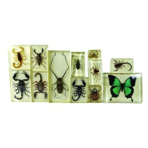 A collection of 11 insects and one butterfly, includes six…