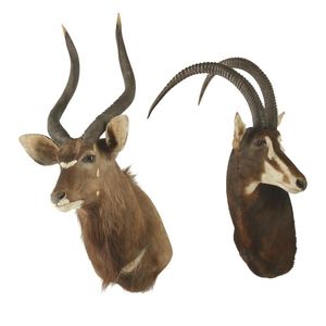 Two taxidermy African antelope heads, height of largest approx.…