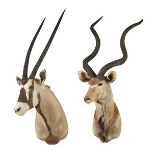 Two taxidermy African antelope heads, height of largest approx.…