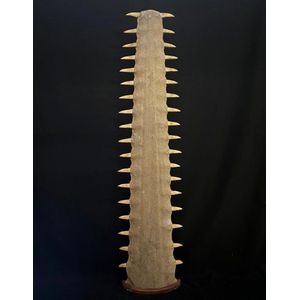 Sold At Auction: SAWFISH BILL (rostrum) Mounted On Wooden, 54% OFF