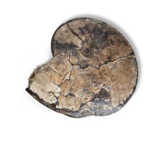 Pollished ammonite of the Cretacious period, 135-65 million…
