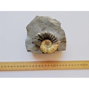 Large Agatized ammonite (Promicroceras). From Charmouth, Dorset,…