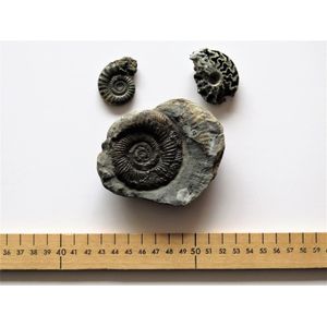 Three Ammonites. Including one pyritized ammonite within rock…