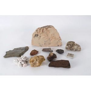 Collection of fossil specimens including Otozamites Bengalensis…