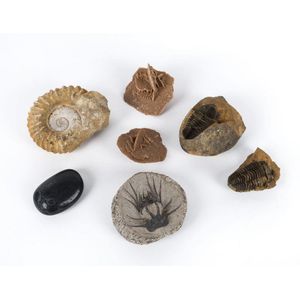 Fossils and mineral specimens including trilobite, the largest…