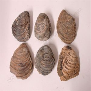 Six N.Z. mollusc fossils, the bivalves of mussel shell form,…