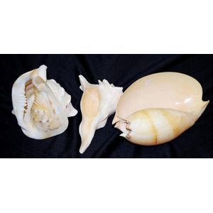 Three various large sea shells including conch, and melon type,…