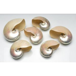 A set of six mother of pearl Nautilus shells, width 20 cm,…