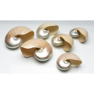 A set of six mother of pearl Nautilus shells, width 20 cm,…