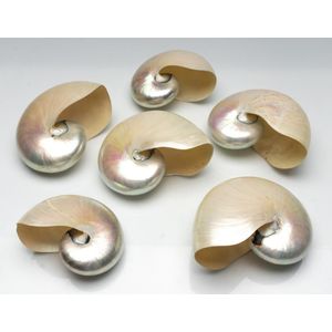 A set of six mother of pearl Nautilus shells, width 17 cm,…